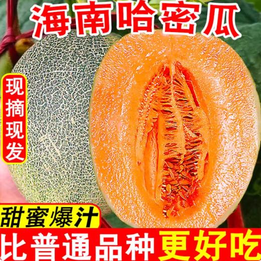 FX海南哈密瓜 商品图3