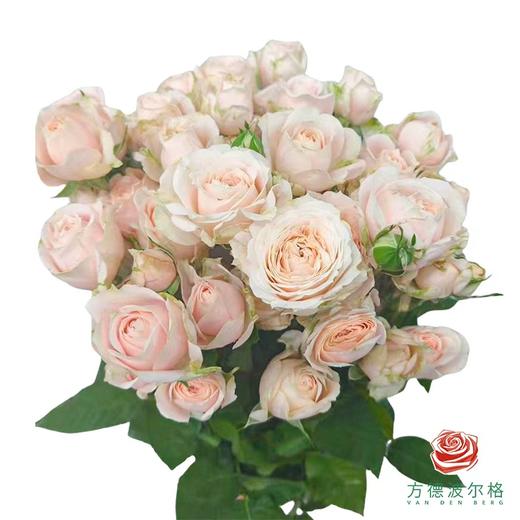 多头玫瑰-珍妮贝儿 10枝一扎 商品图0