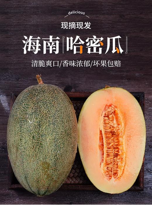 FX海南哈密瓜 商品图0