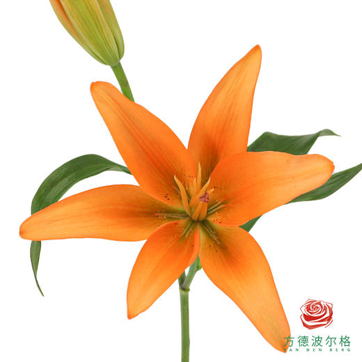 百合-日落 5枝一扎 商品图0