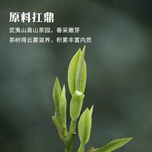 八马茶业·鼎红1000·金骏眉192g 商品图2