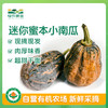 【单品包邮】 迷你蜜本小南瓜 肉厚味香超甜干面  农场现摘！ 商品缩略图0