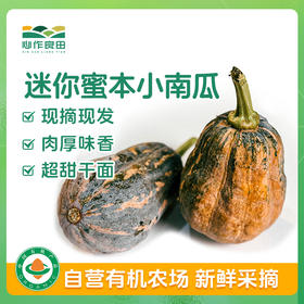 【单品包邮】 迷你蜜本小南瓜 肉厚味香超甜干面  农场现摘！