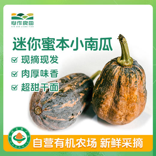 【单品包邮】 迷你蜜本小南瓜 肉厚味香超甜干面  农场现摘！ 商品图0