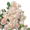 多头玫瑰-珍妮贝儿 10枝一扎 商品缩略图1
