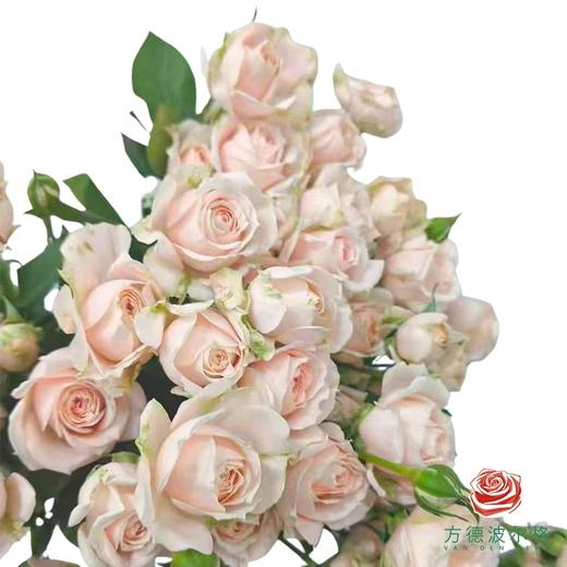 多头玫瑰-珍妮贝儿 10枝一扎 商品图1