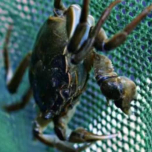 杨桂珍大闸蟹七星系列公蟹5两母4两   8只装（公母各4只） 商品图1