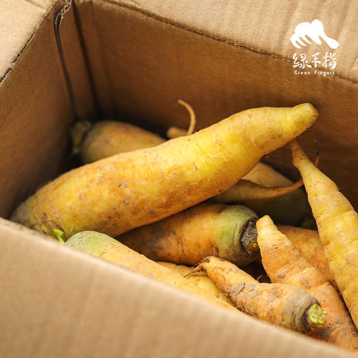 生态黄色胡萝卜 | 合作生产*Ecological carrot | Partner Production 商品图2