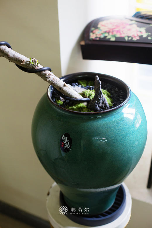 海岛栀子花 商品图1