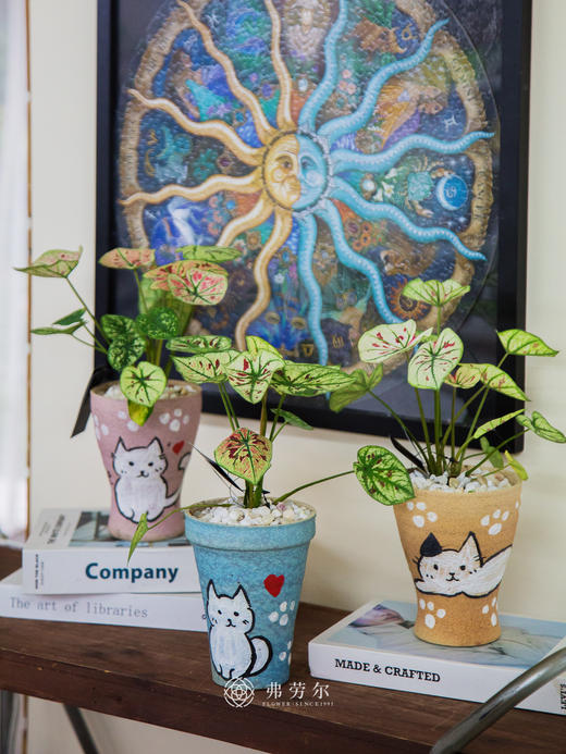 彩叶芋 商品图1