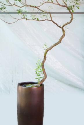 落地海岛黄荆 商品图2