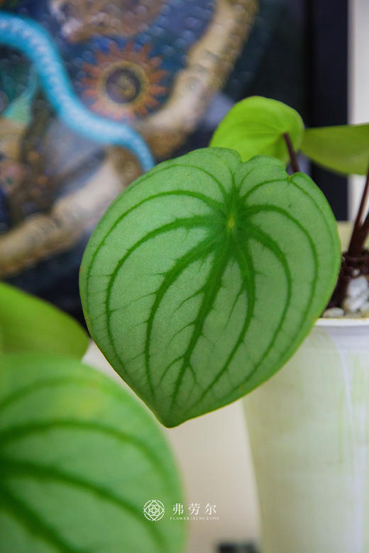 西瓜皮椒草 商品图1