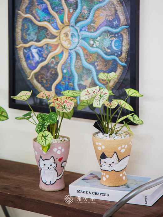 彩叶芋 商品图3