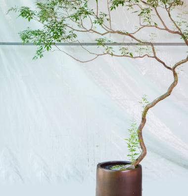 落地海岛黄荆 商品图1