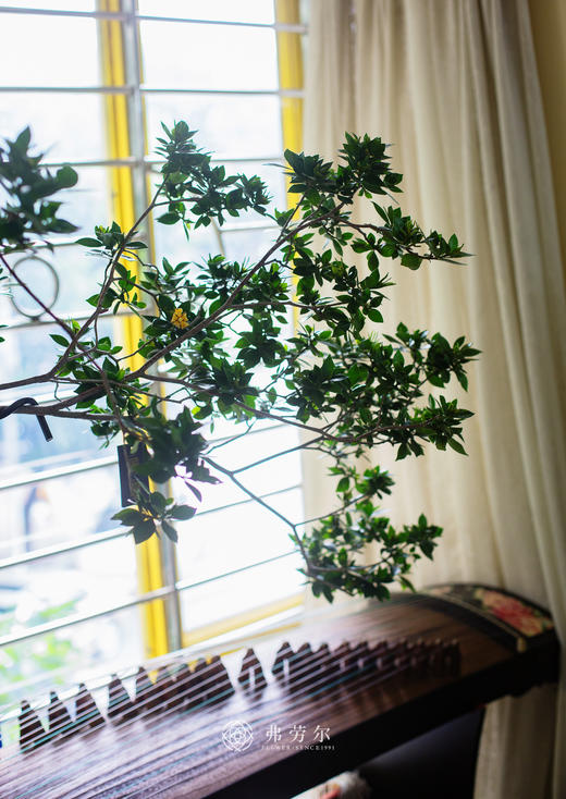 海岛栀子花 商品图2