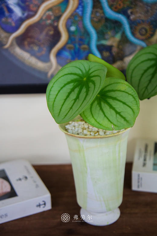 西瓜皮椒草 商品图2