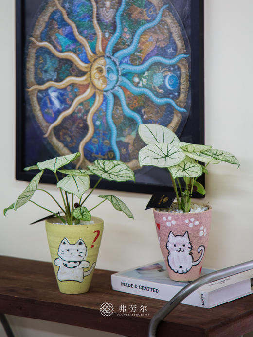 彩叶芋 商品图2