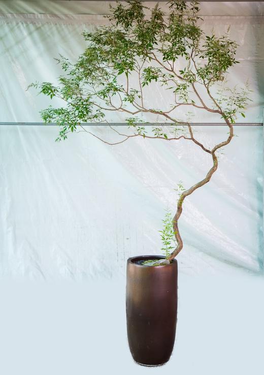 落地海岛黄荆 商品图0