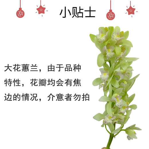 大花蕙兰-祝福  1枝1扎 商品图1