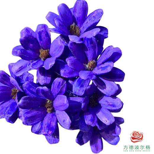 永生瓜子莲 紫色 商品图0