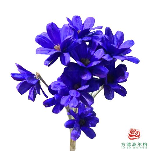 永生瓜子莲 紫色 商品图1