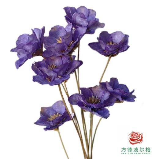 永生银铃花 紫色 商品图0