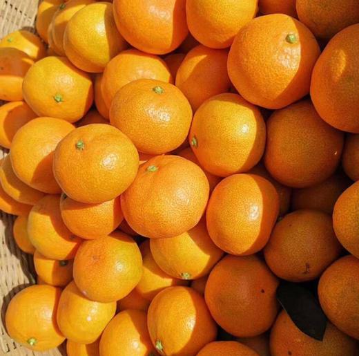 东江湖蜜橘（8个装） 商品图0