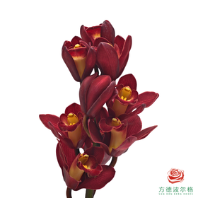 大花蕙兰-祝福  1枝1扎