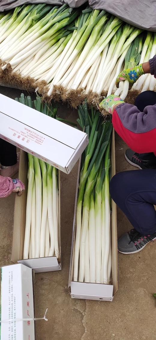 山东章丘大葱 新鲜蔬菜 精选嫩葱甜葱 商品图4