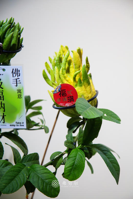 佛手盆栽 商品图1