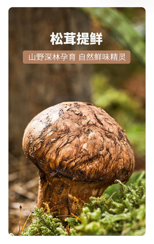 【一件包邮】松鲜鲜山野寻鲜1470g 代替盐鸡精味精煲汤炒菜调味  甘肃/青海/内蒙古/新疆/西藏/宁夏/海南/港澳台不发货 商品图2