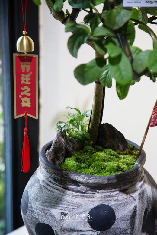 佛手盆栽 商品图2