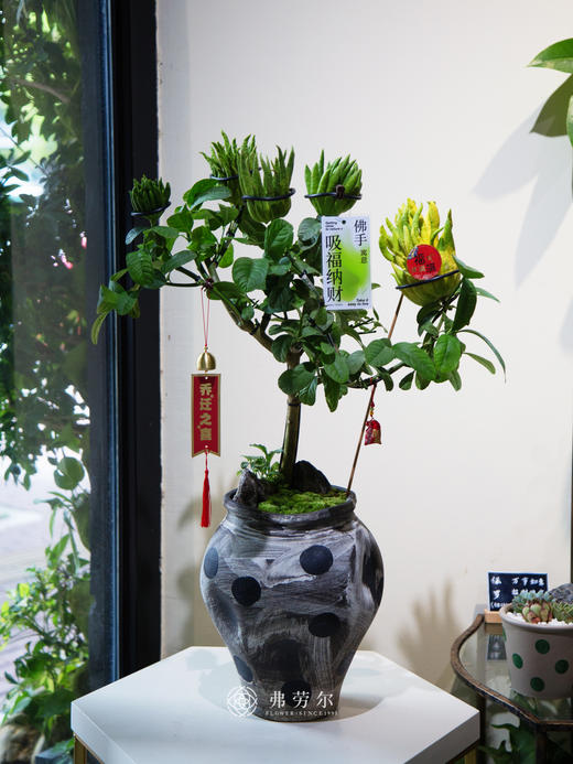 佛手盆栽 商品图0