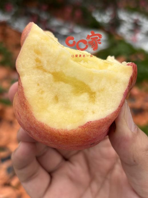 甘肃高糖秦脆苹果 商品图1