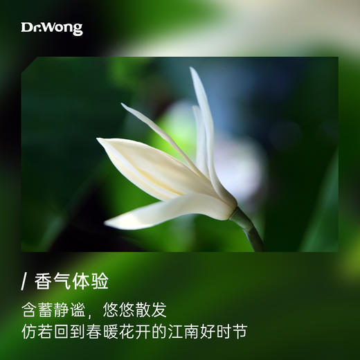 白兰花 植物香薰精油 商品图1