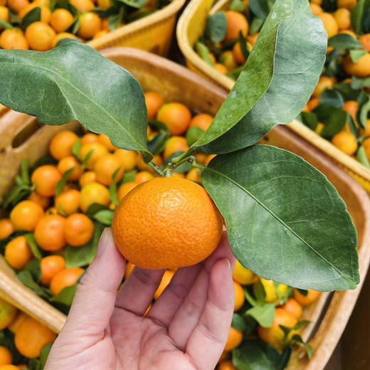 【云南无籽砂糖橘】顺丰到家 皮薄肉厚 肉质细腻 个头玲珑小巧 果香浓郁 肉质细嫩 肉色橙红 一口一瓣 甜蜜多汁  少部分有一点点籽 4种规格任选 商品图2