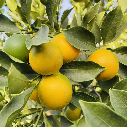 【云南脆蜜小金桔】也叫脆蜜金柑 第三代脆蜜金柑 顺丰包邮 甜脆爽口 纯甜多汁 少籽甚至无籽 香甜浓厚 口感顺滑 4种规格任选 商品图1