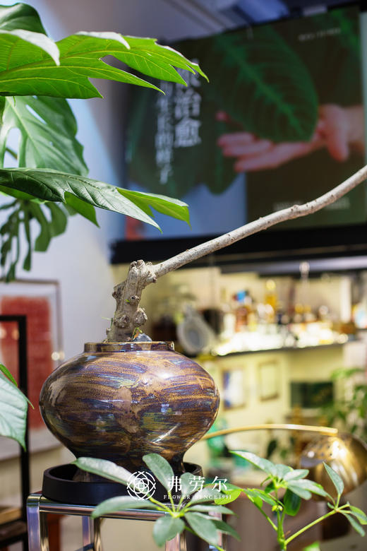 海岛栀子花 商品图2