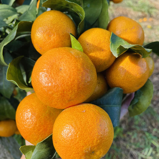 【云南无籽砂糖橘】顺丰到家 皮薄肉厚 肉质细腻 个头玲珑小巧 果香浓郁 肉质细嫩 肉色橙红 一口一瓣 甜蜜多汁  少部分有一点点籽 4种规格任选 商品图3