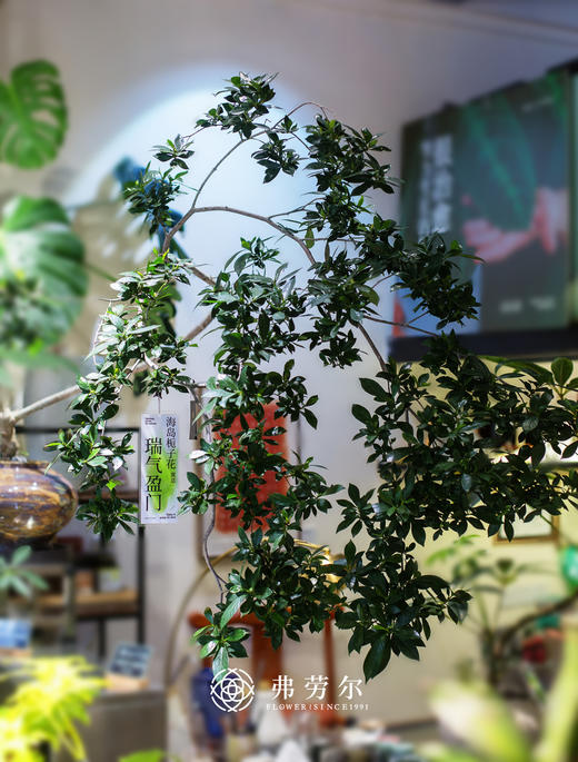 海岛栀子花 商品图1