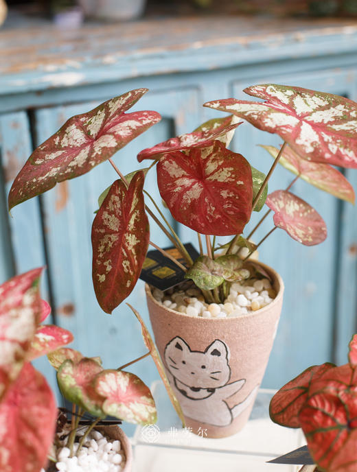 彩叶芋 商品图5