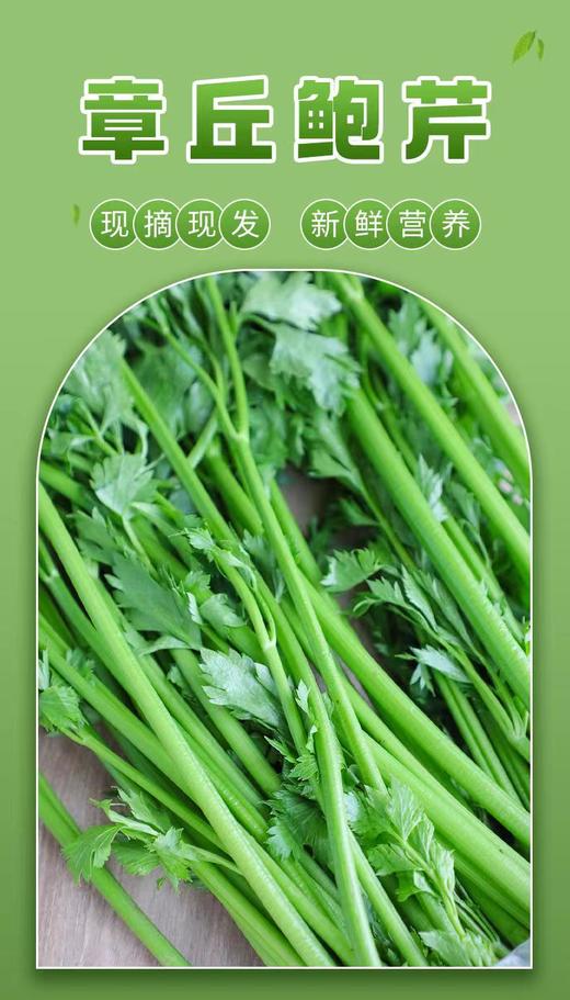 山东章丘鲍芹 商品图0