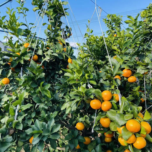 【云南无籽砂糖橘】顺丰到家 皮薄肉厚 肉质细腻 个头玲珑小巧 果香浓郁 肉质细嫩 肉色橙红 一口一瓣 甜蜜多汁  少部分有一点点籽 4种规格任选 商品图7
