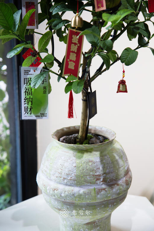 佛手盆栽 商品图3