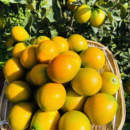 【云南脆蜜小金桔】也叫脆蜜金柑 第三代脆蜜金柑 顺丰包邮 甜脆爽口 纯甜多汁 少籽甚至无籽 香甜浓厚 口感顺滑 4种规格任选 商品图9