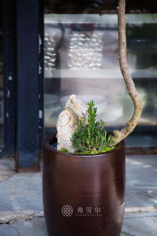 海岛栀子花 商品图2