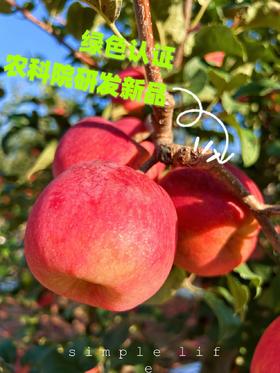 甘肃高糖秦脆苹果