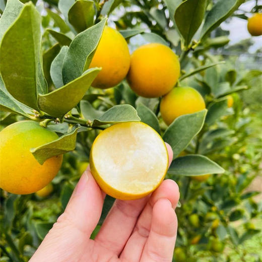 【云南脆蜜小金桔】也叫脆蜜金柑 第三代脆蜜金柑 顺丰包邮 甜脆爽口 纯甜多汁 少籽甚至无籽 香甜浓厚 口感顺滑 4种规格任选 商品图2