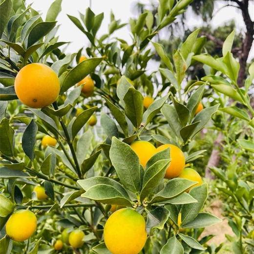 【云南脆蜜小金桔】也叫脆蜜金柑 第三代脆蜜金柑 顺丰包邮 甜脆爽口 纯甜多汁 少籽甚至无籽 香甜浓厚 口感顺滑 4种规格任选 商品图3