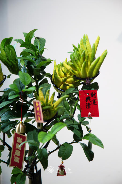 佛手盆栽 商品图2